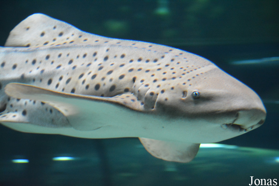 Stegostoma fasciatum
