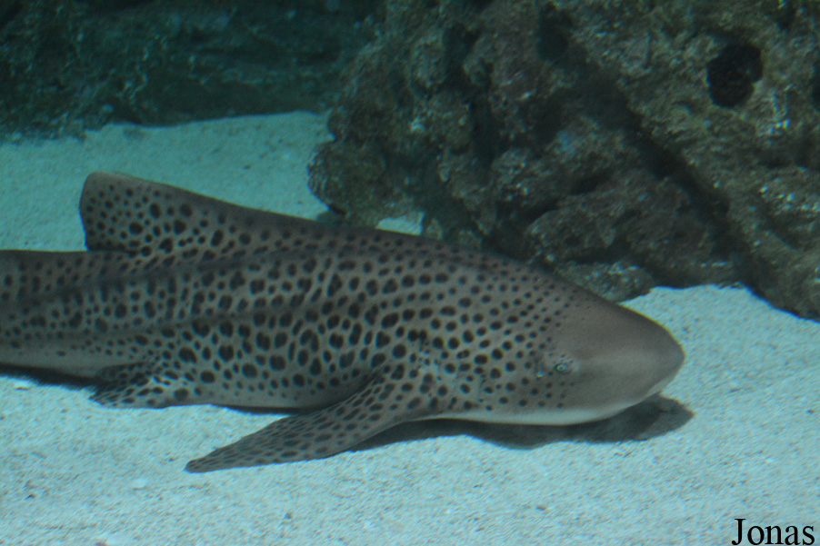 Stegostoma fasciatum