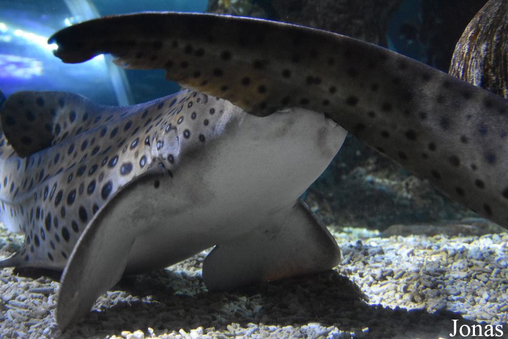 Stegostoma fasciatum