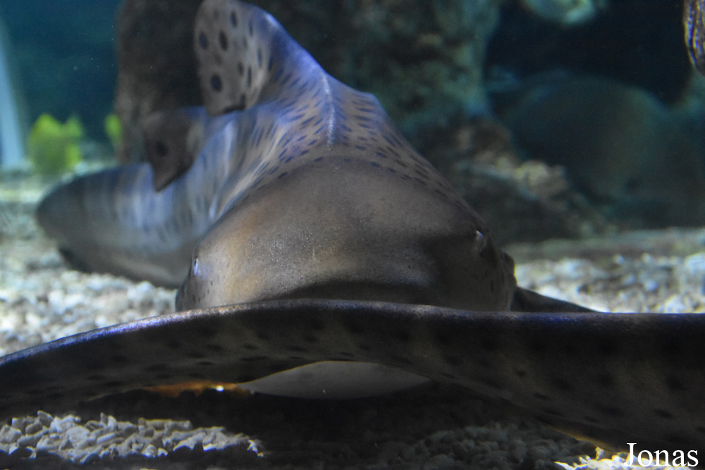 Stegostoma fasciatum