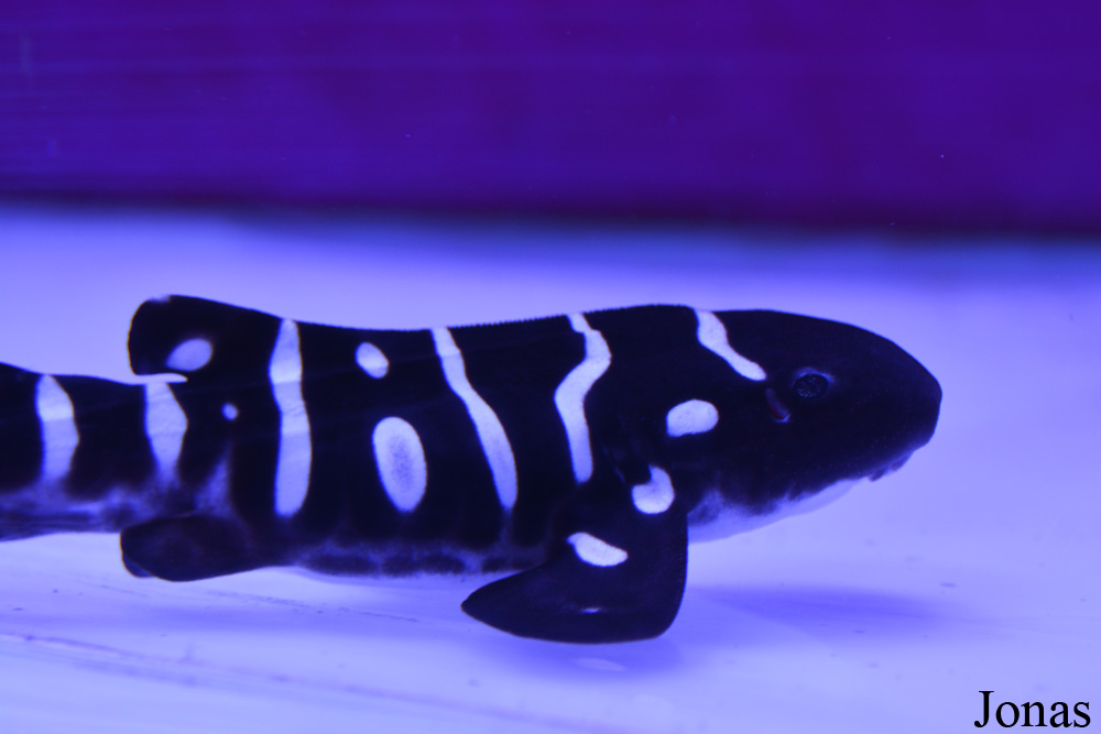 Stegostoma fasciatum