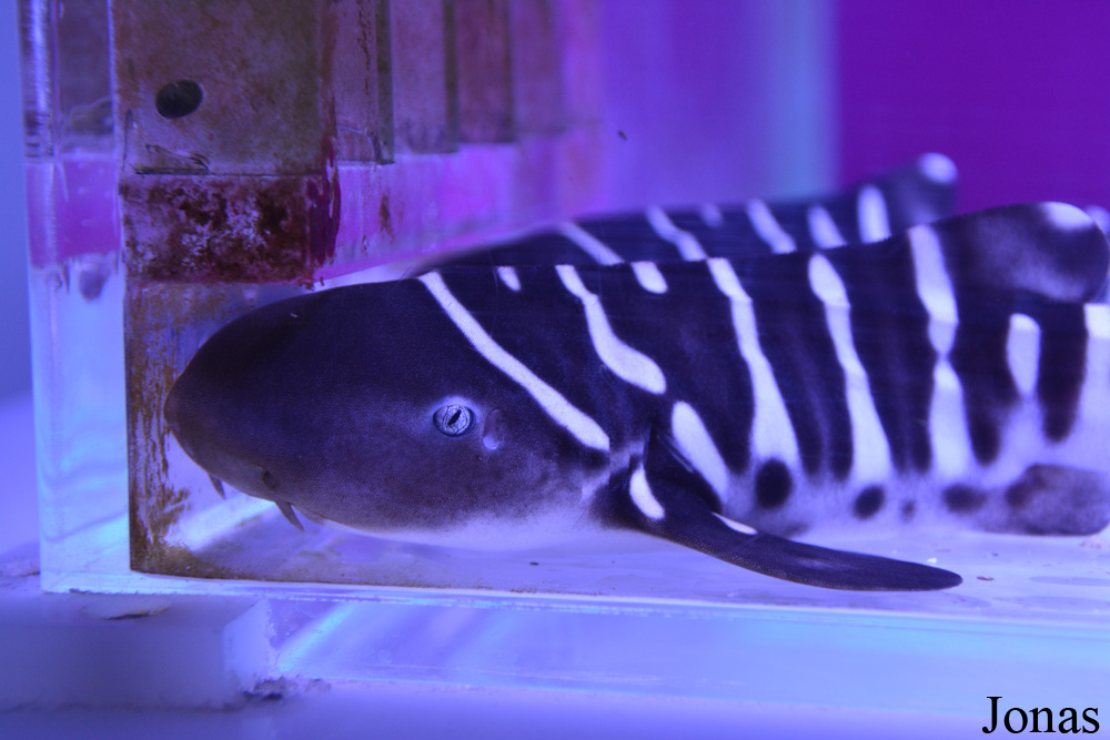Stegostoma fasciatum