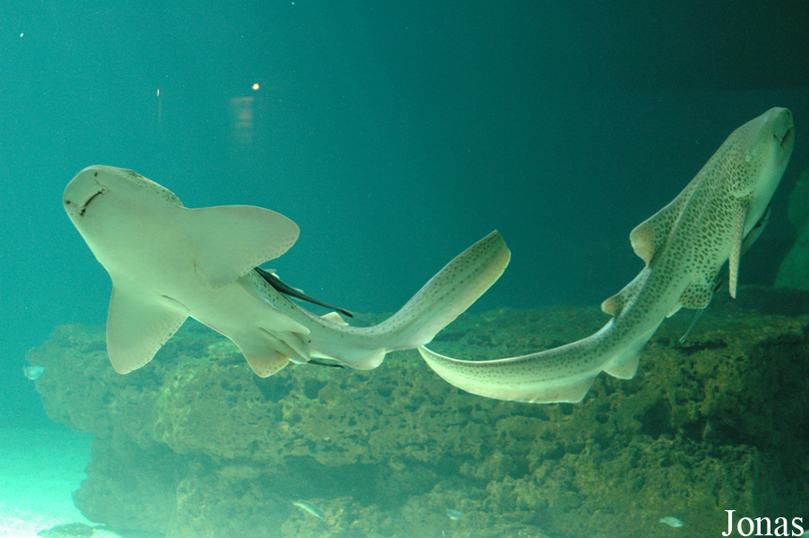 Stegostoma fasciatum