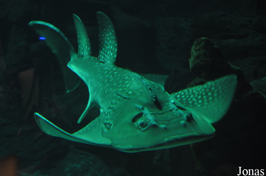 Rhina ancylostoma