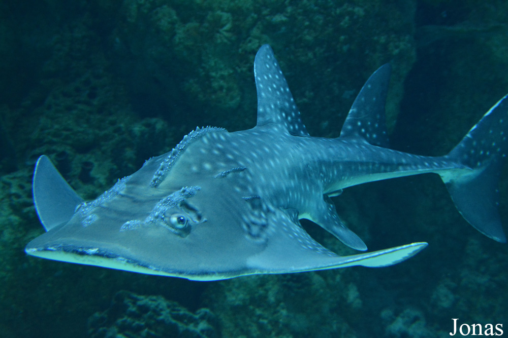 Rhina ancylostoma