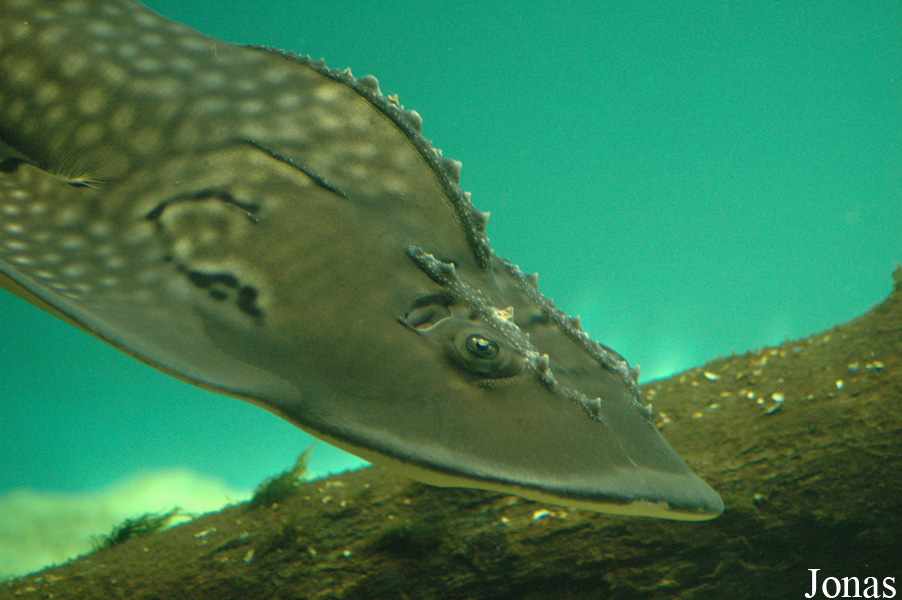 Rhina ancylostoma