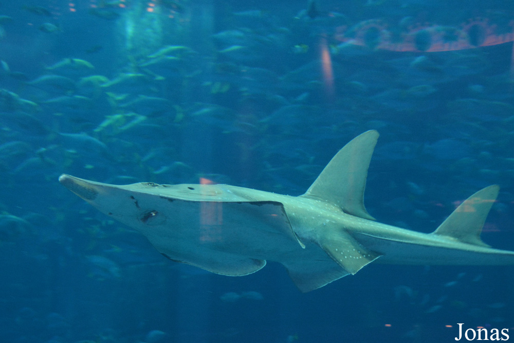 Rhynchobatus djiddensis
