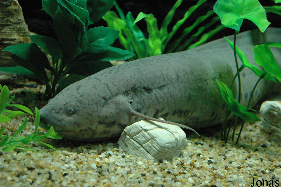 Lepidosiren paradoxa
