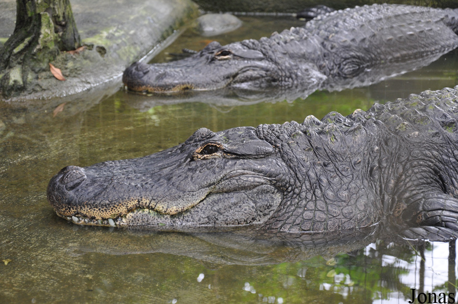 Alligator mississippiensis