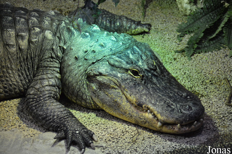 Alligator mississippiensis