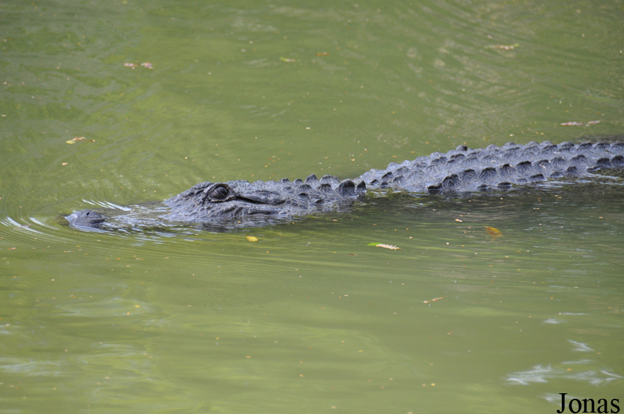 Alligator mississippiensis