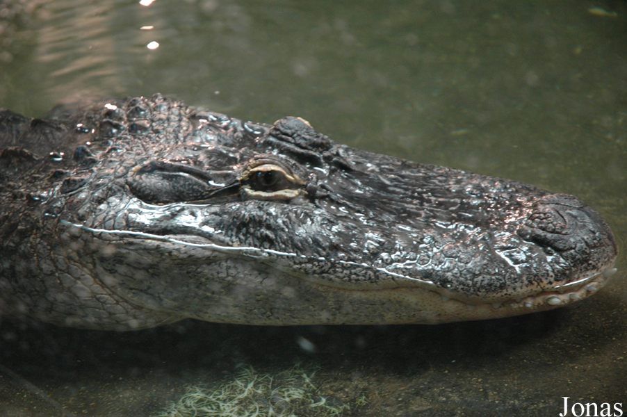 Alligator mississippiensis