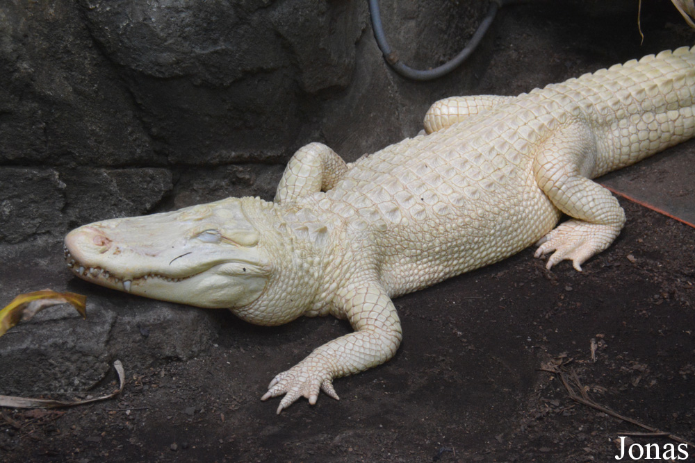 Alligator mississippiensis