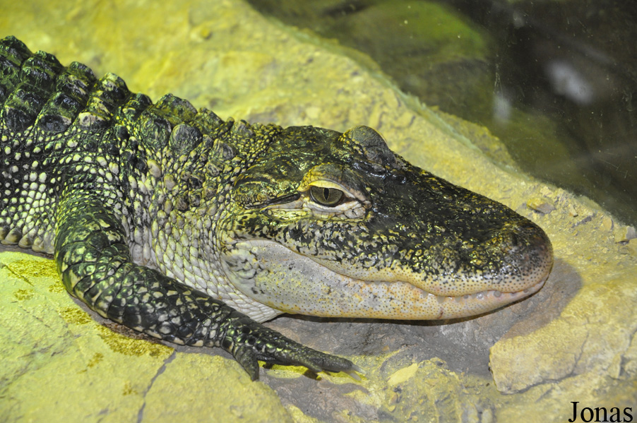 Alligator mississippiensis