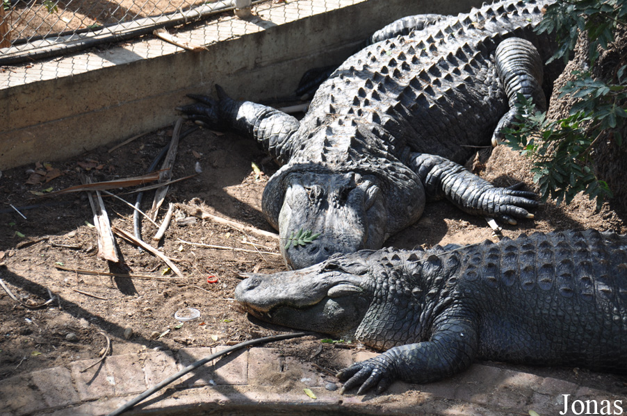 Alligator mississippiensis