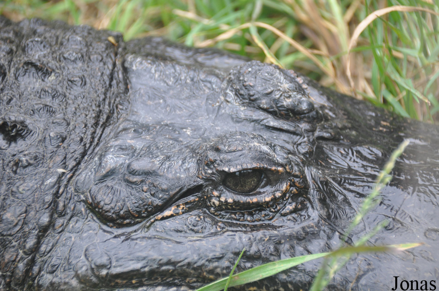 Alligator mississippiensis