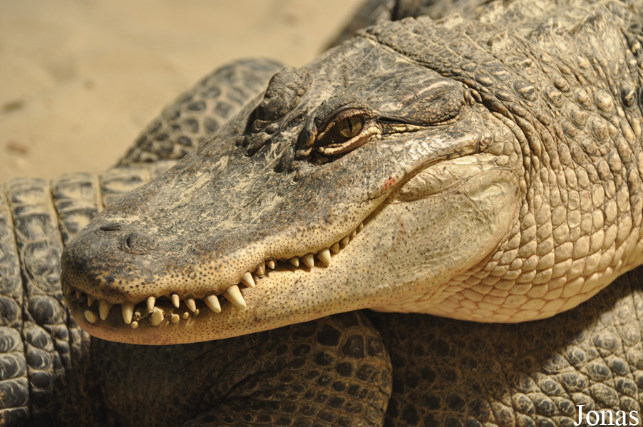 Alligator mississippiensis
