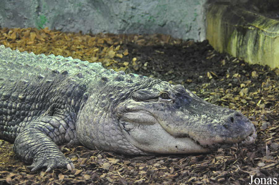 Alligator mississippiensis
