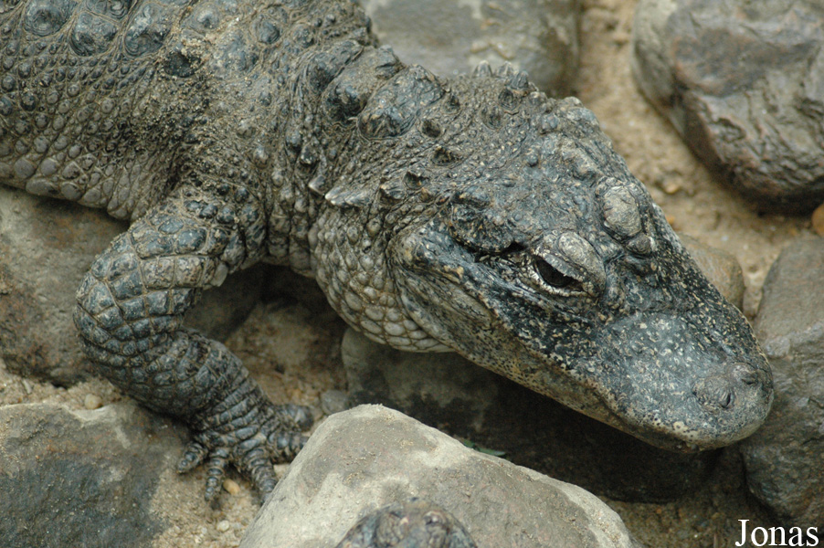Alligator sinensis