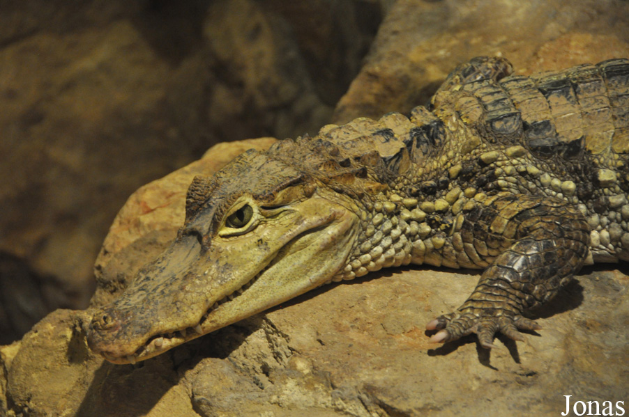 Caiman crocodilus
