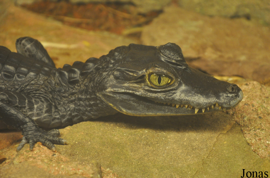 Caiman crocodilus
