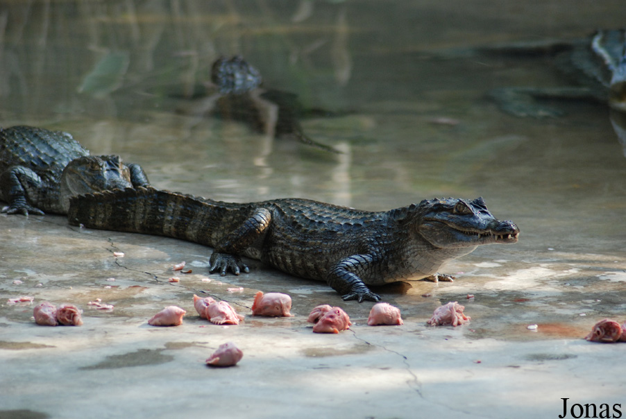 Caiman crocodilus