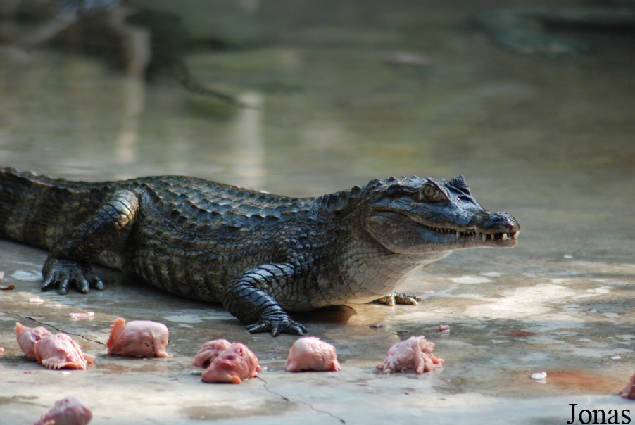 Caiman crocodilus