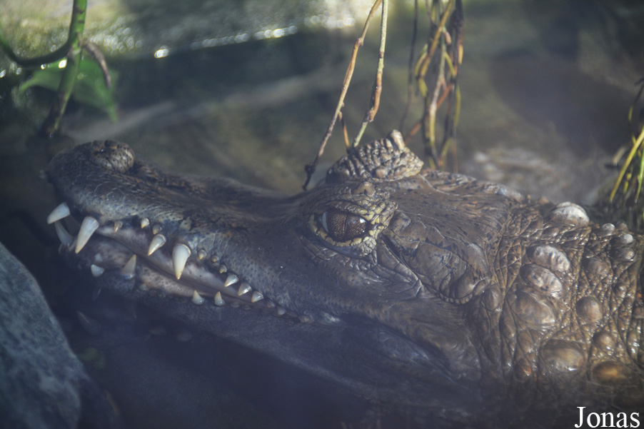 Caiman crocodilus