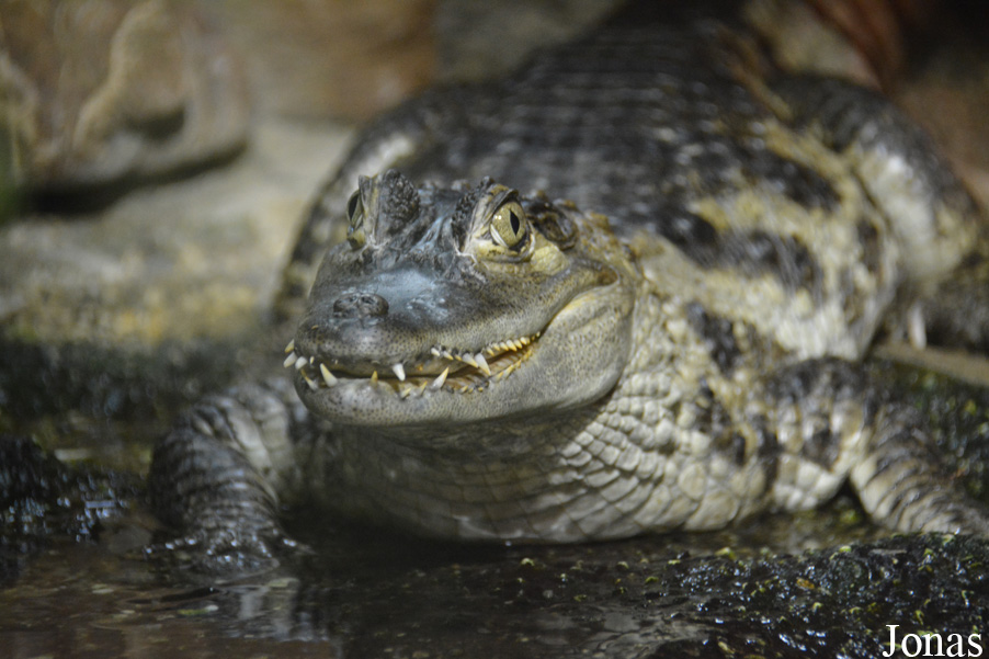 Caiman crocodilus