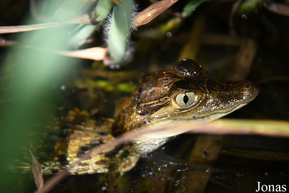 Melanosuchus niger / Marais de Kaw
