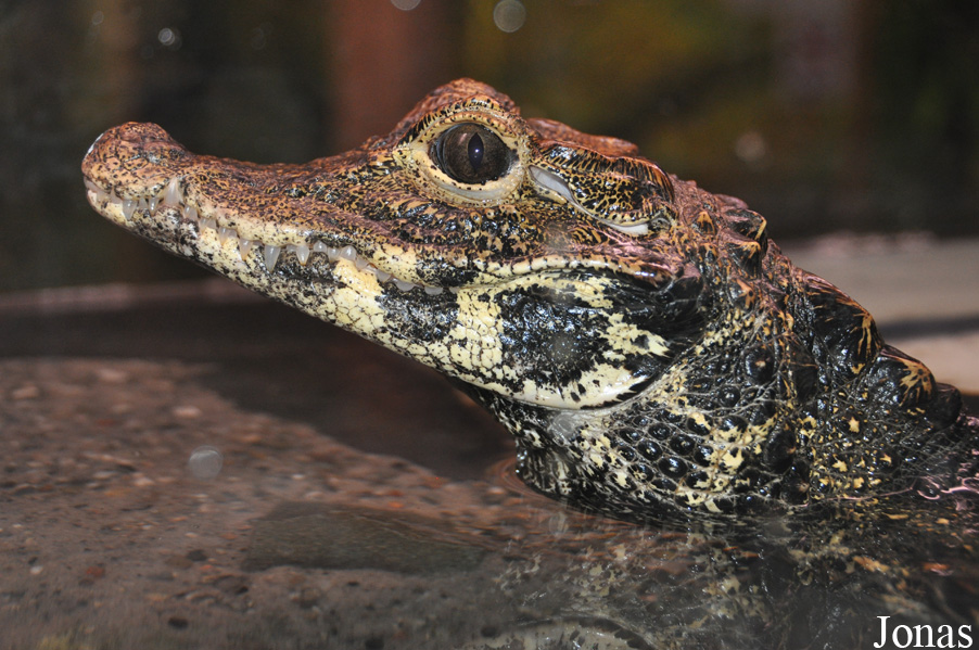Paleosuchus palpebrosus