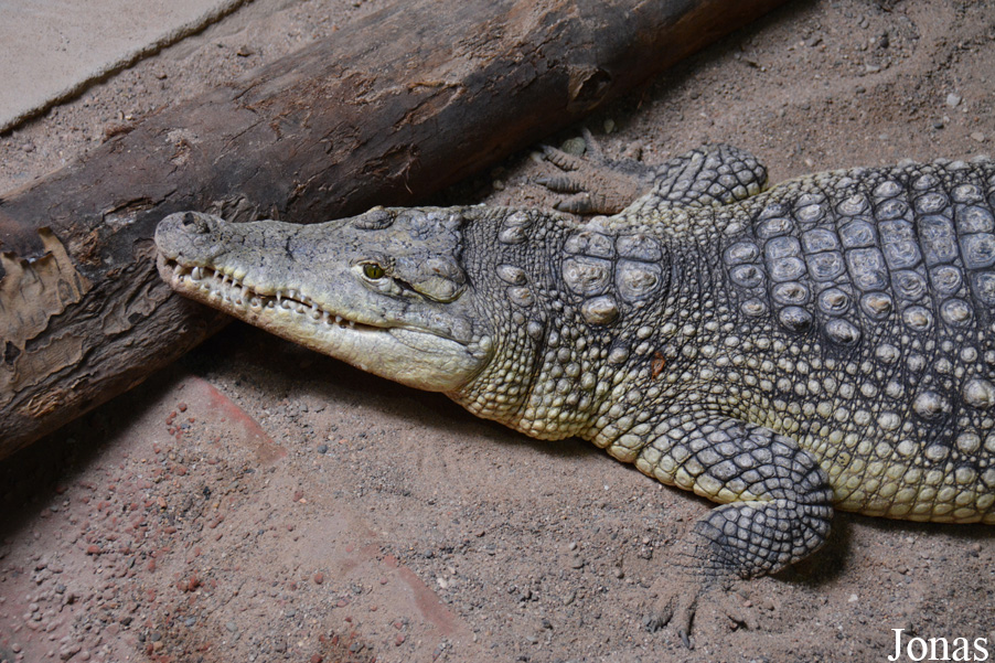 Crocodylus intermedius x niloticus