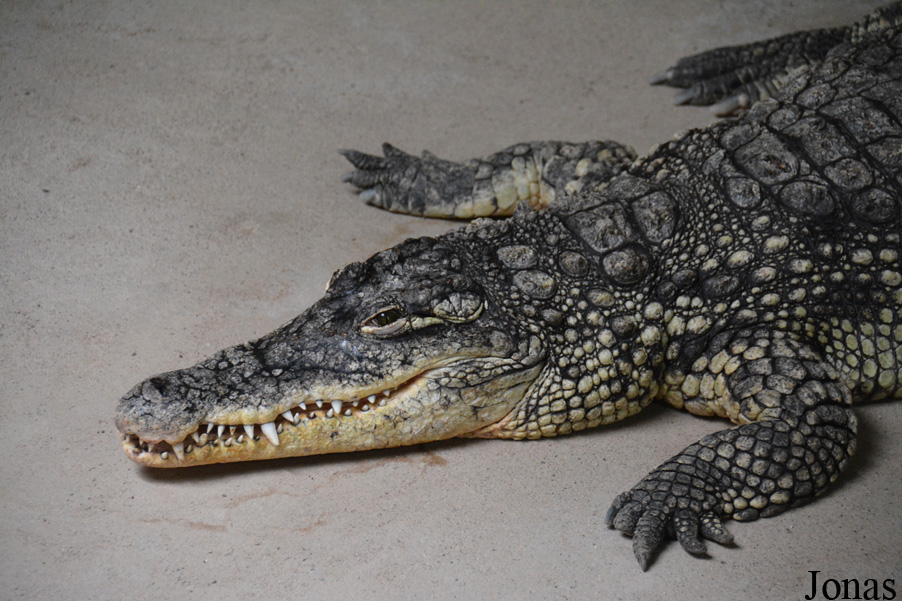 Crocodylus intermedius x niloticus