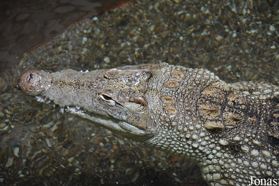 Crocodylus intermedius x niloticus