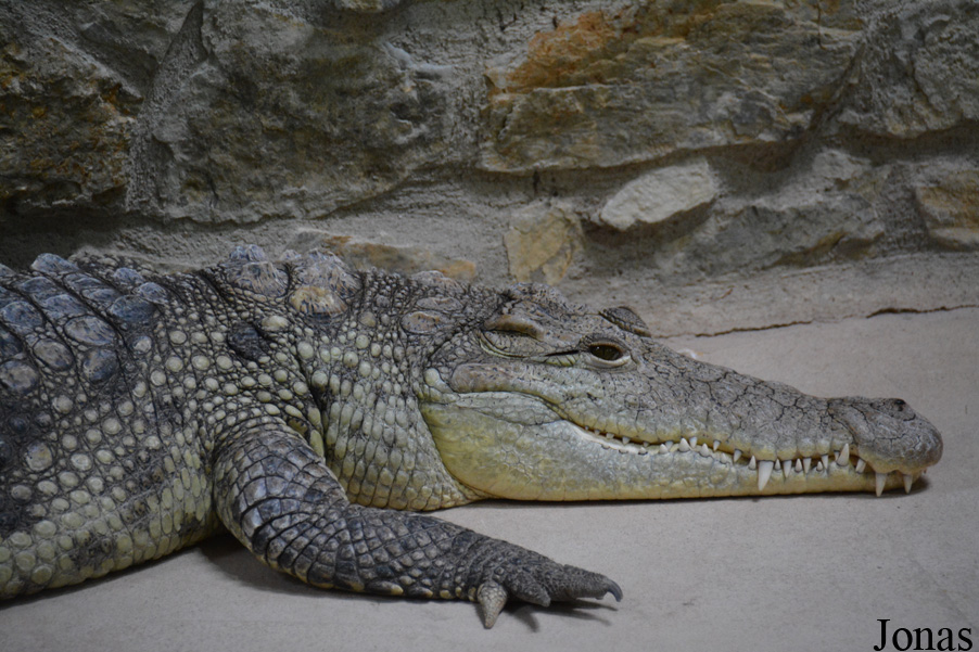 Crocodylus intermedius x niloticus