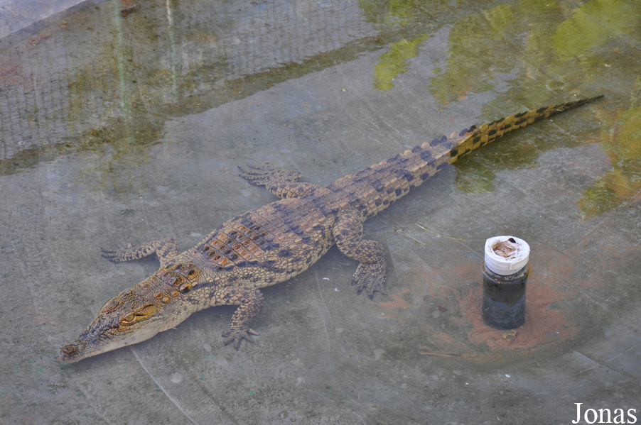 Crocodylus niloticus