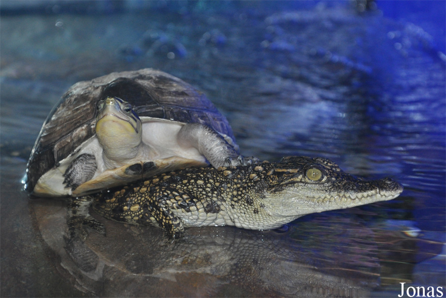 Crocodylus niloticus