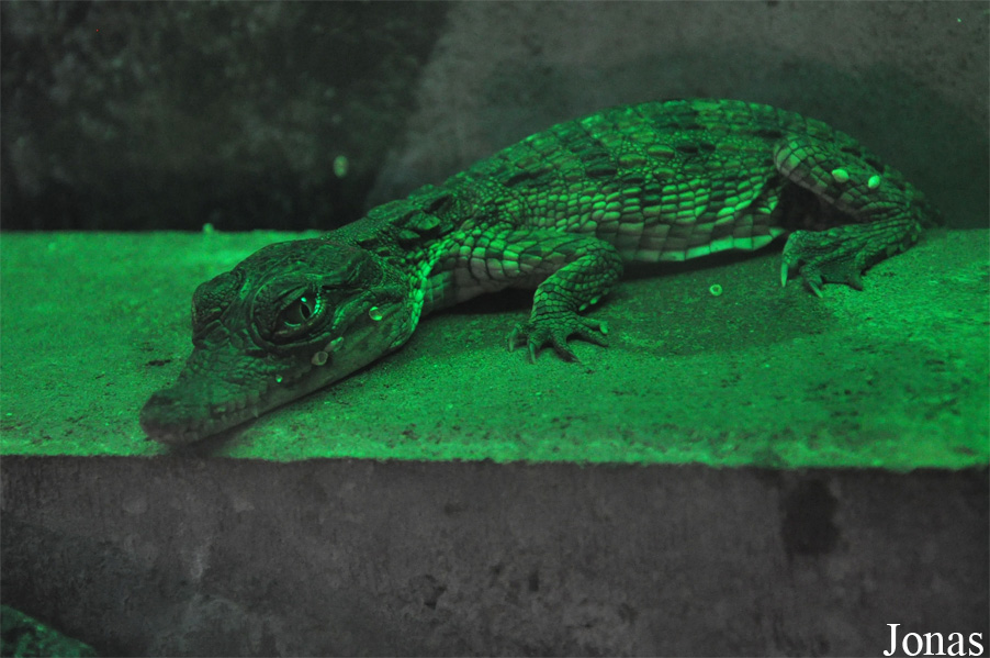 Crocodylus niloticus