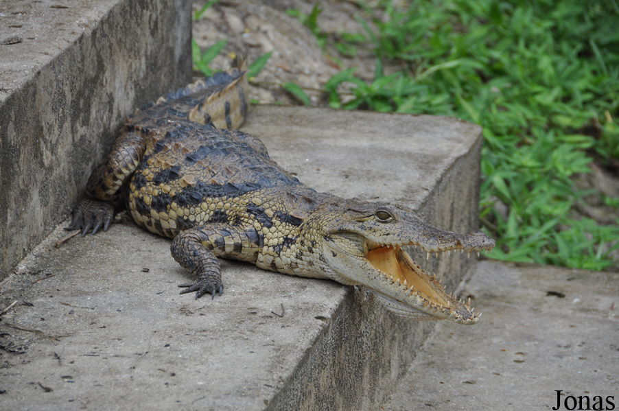 Crocodylus niloticus