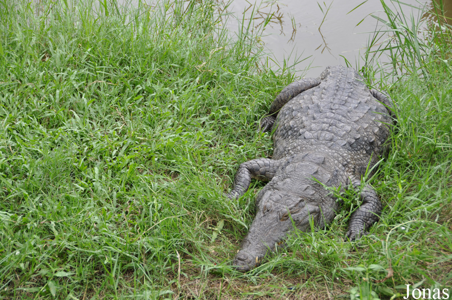 Crocodylus niloticus