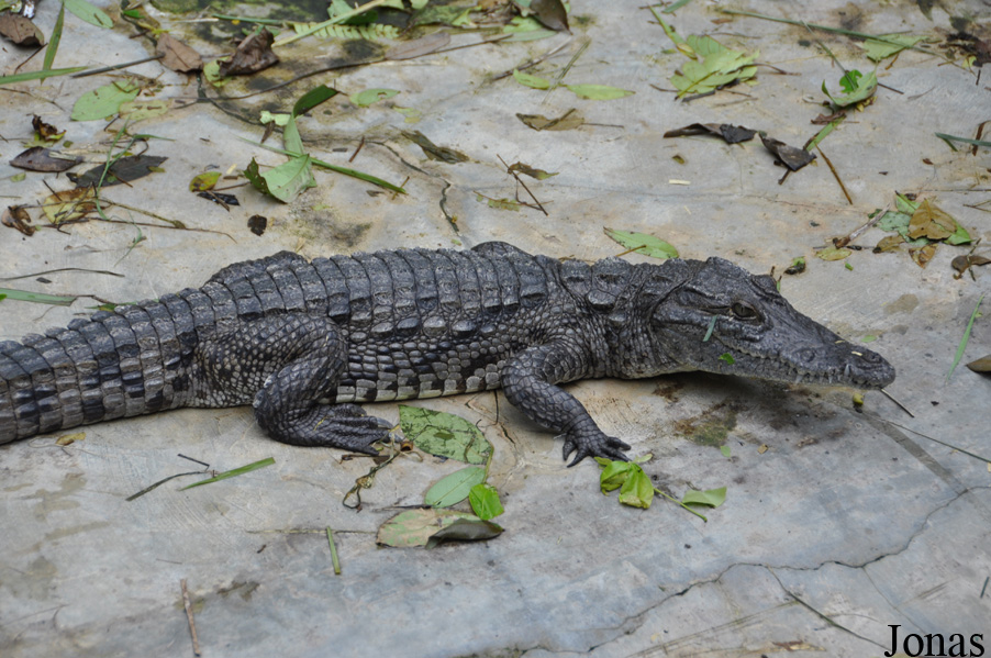 Crocodylus niloticus