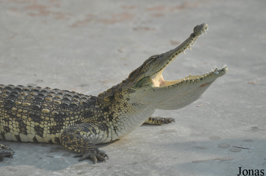 Crocodylus niloticus