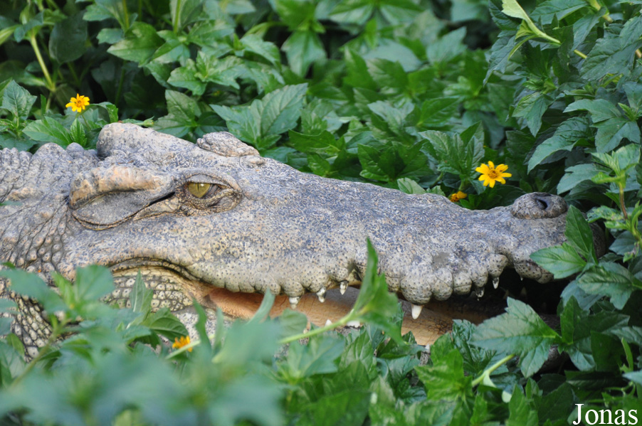 Crocodylus niloticus
