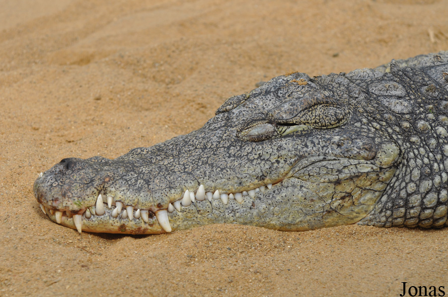 Crocodylus niloticus