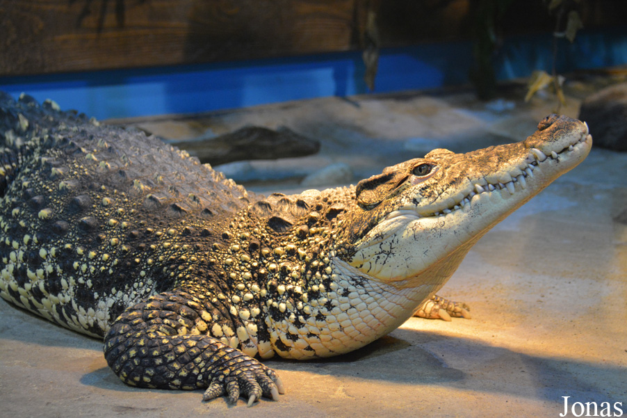 Crocodylus niloticus