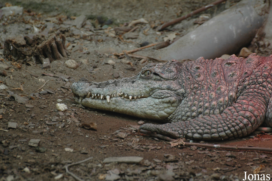 Crocodylus niloticus