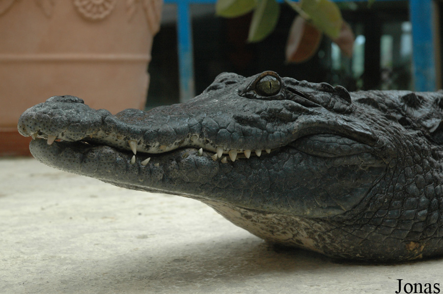 Crocodylus niloticus