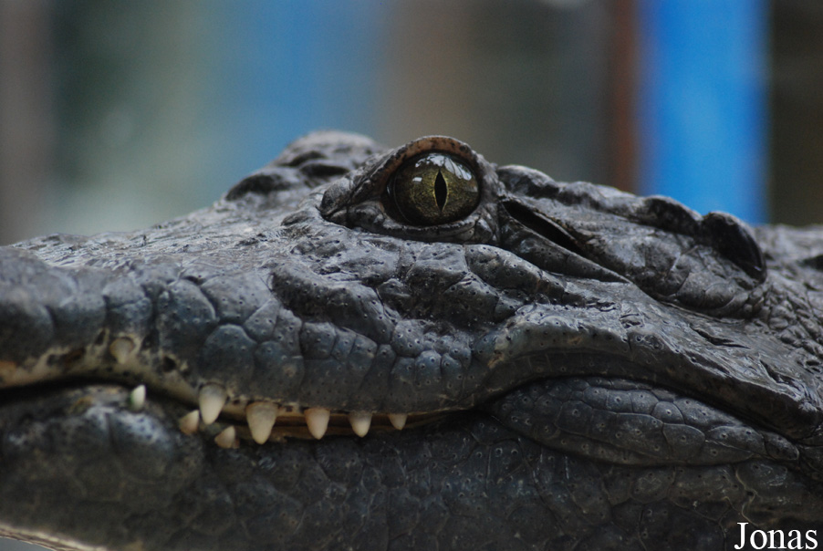 Crocodylus niloticus