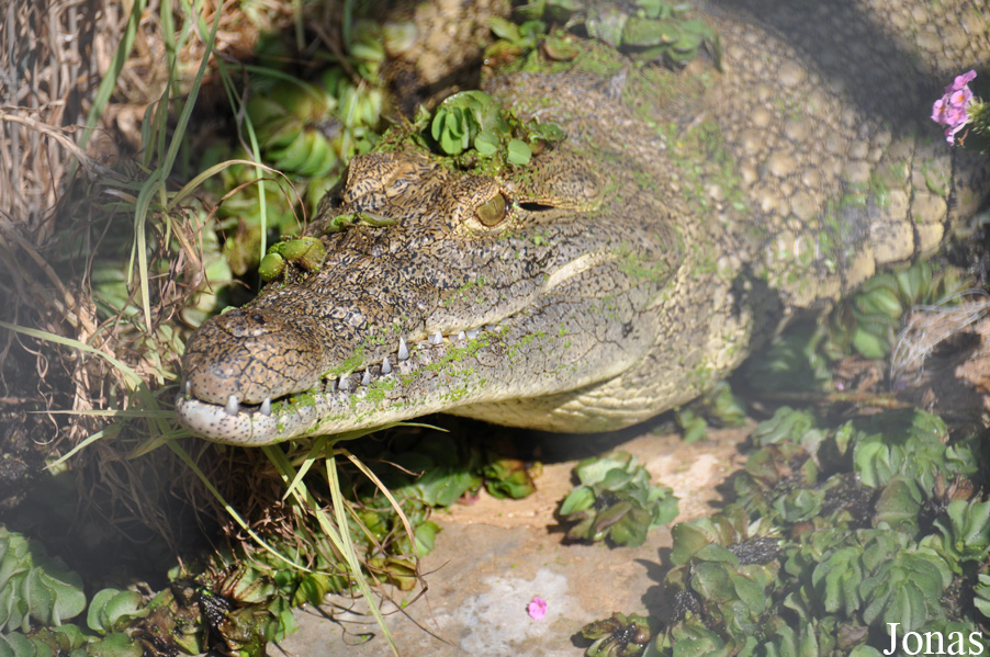 Crocodylus niloticus