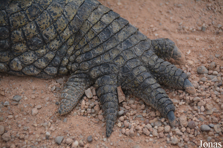 Crocodylus niloticus